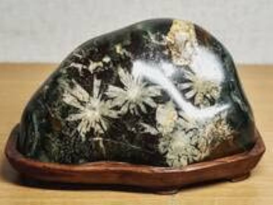 Amazon.co.jp: 白菊562g 菊花石 菊紋石 小菊石 花紋石 原石 鑑賞石