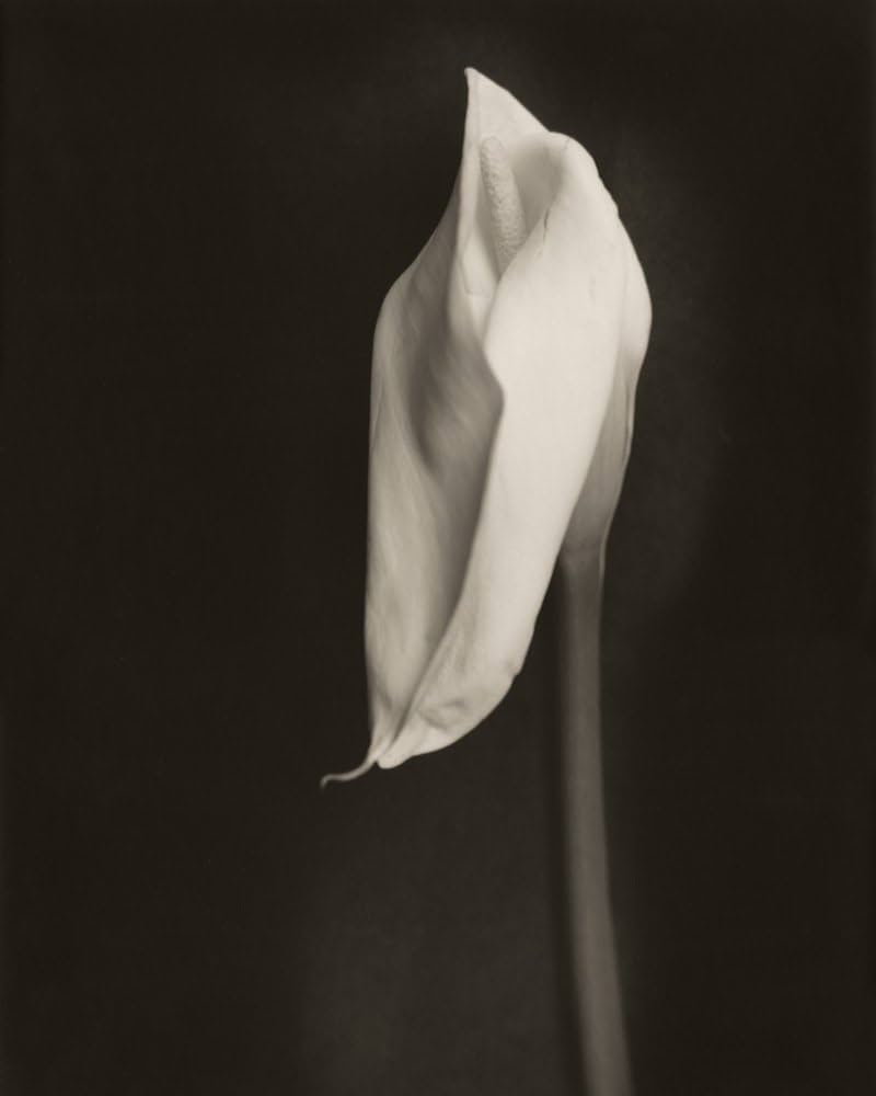 The Art of Ruin Robert Stivers 限定1000部The Art of RuinRobert