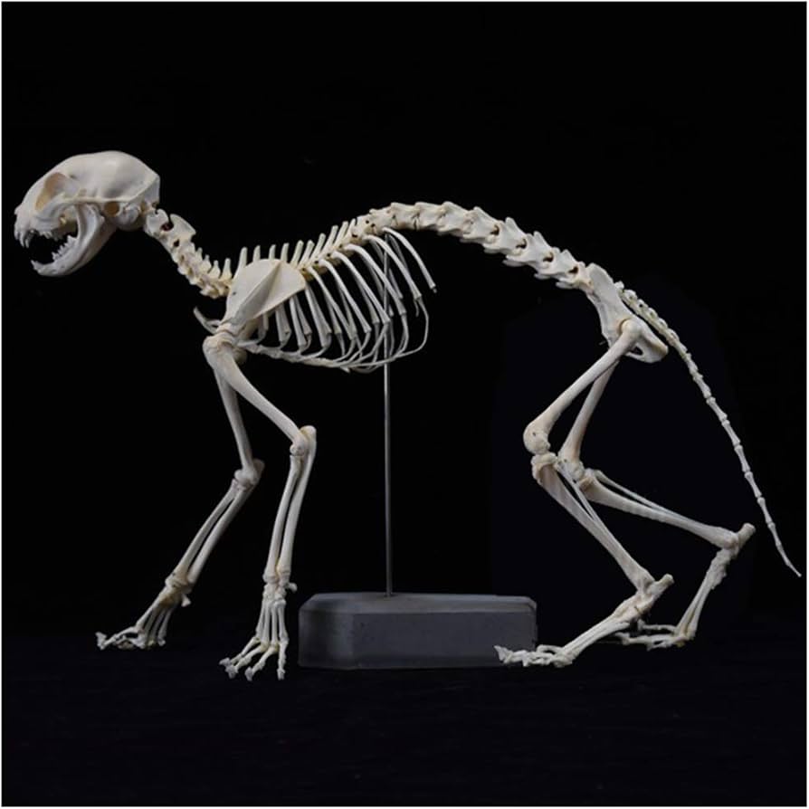Amazon.co.jp: 猫の骨格モデル - 動物の骨標本 - リアルなリアルな猫の