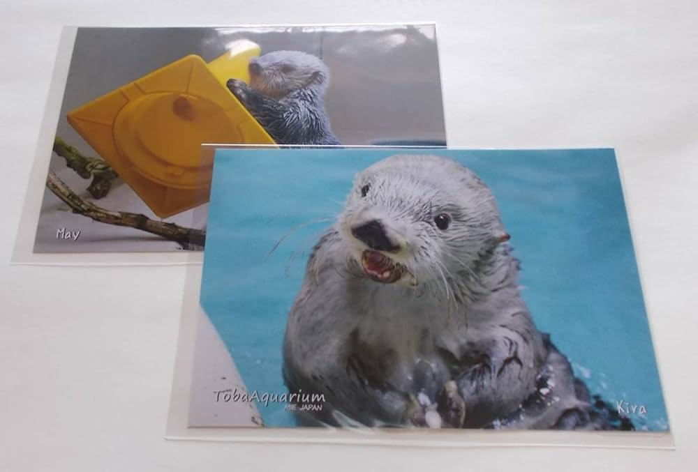 ら*こ様 鳥羽水族館 コレクションカード レア ラッコ ら*こ様 鳥羽