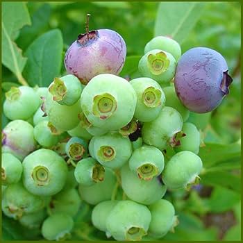 Amazon.co.jp: ブルーベリー苗木 おすすめ2品種セット サンシャイン