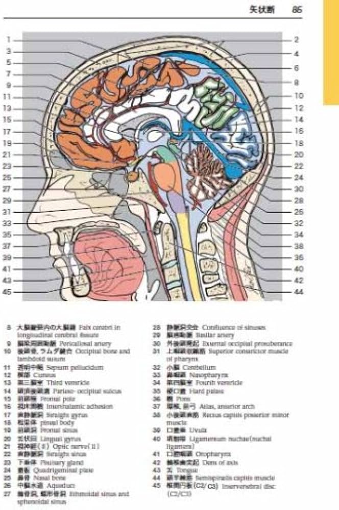 CT/MRI画像解剖ポケットアトラス 第3版 第1巻 頭部・頸部 | 町田 徹