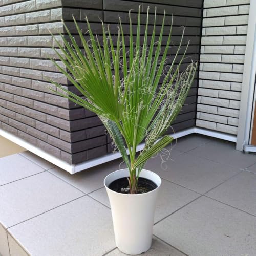 ワシントンヤシ」の人気商品一覧 | 安い商品を通販サイトから探す