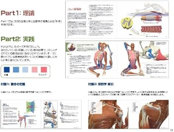 図解YOGAアナトミー:アーサナ編 - 医師が解説するヨガの機能解剖学