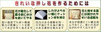 Amazon.co.jp: フラワーアート夢大陸 野原で楽しむ押し花キットM