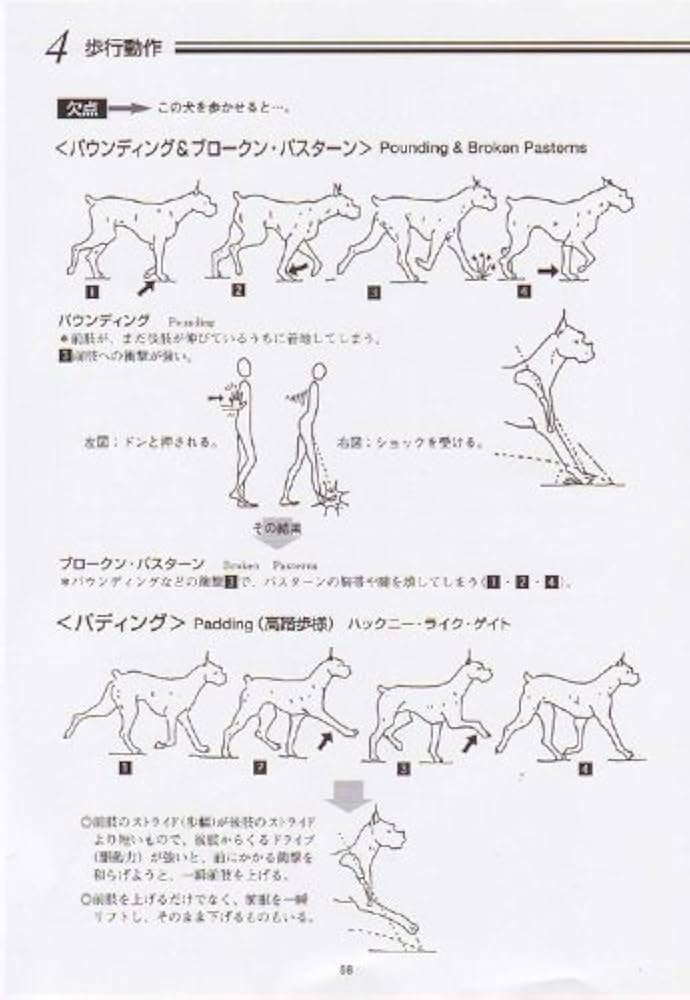 Amazon.co.jp: 新絵でみる犬の構成と歩様 : 村田 祐子, 多賀 正: 本