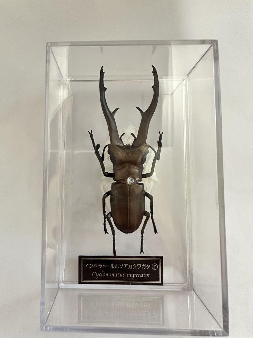 Amazon.co.jp: インペラトールホソアカクワガタ : おもちゃ