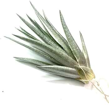 51-tkLc2fTL._AC_UF350,