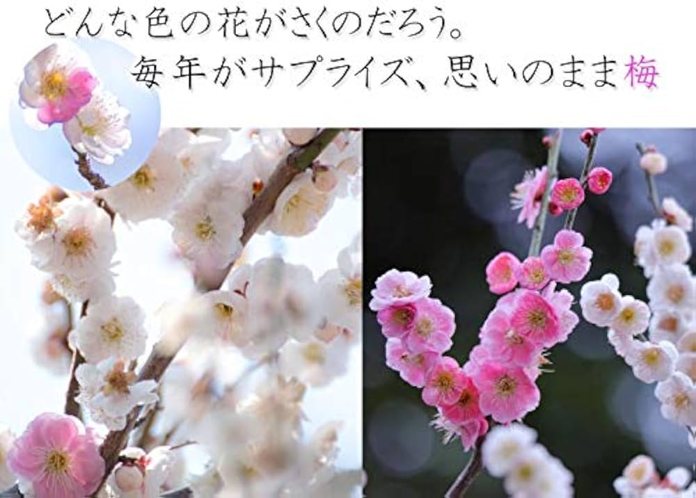 Amazon.co.jp: 梅盆栽 盆栽 (思いのまま梅咲き分け梅) : DIY・工具