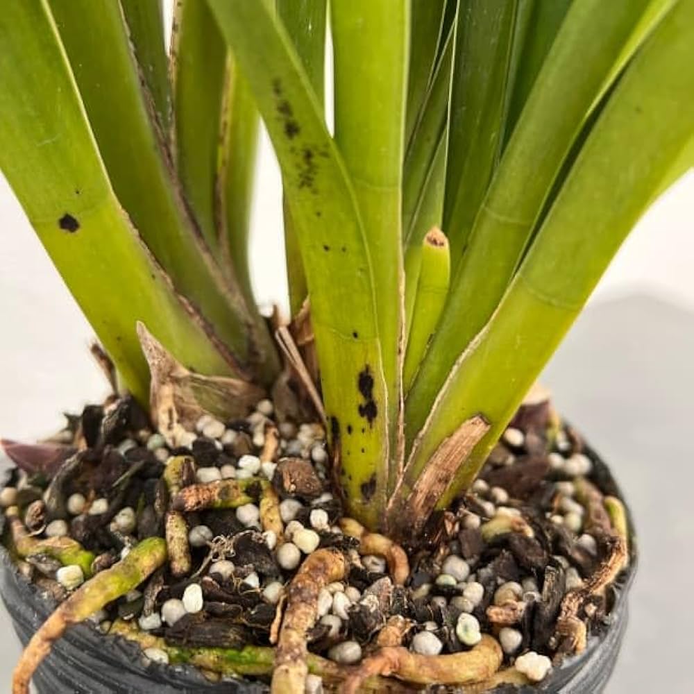 Amazon.co.jp: シンビジューム：フォアゴットンフルーツ4号ポット[蜜蜂