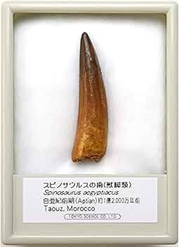 Amazon | SCIENCE 恐竜の化石「スピノサウルスの歯 化石（獣脚類）約