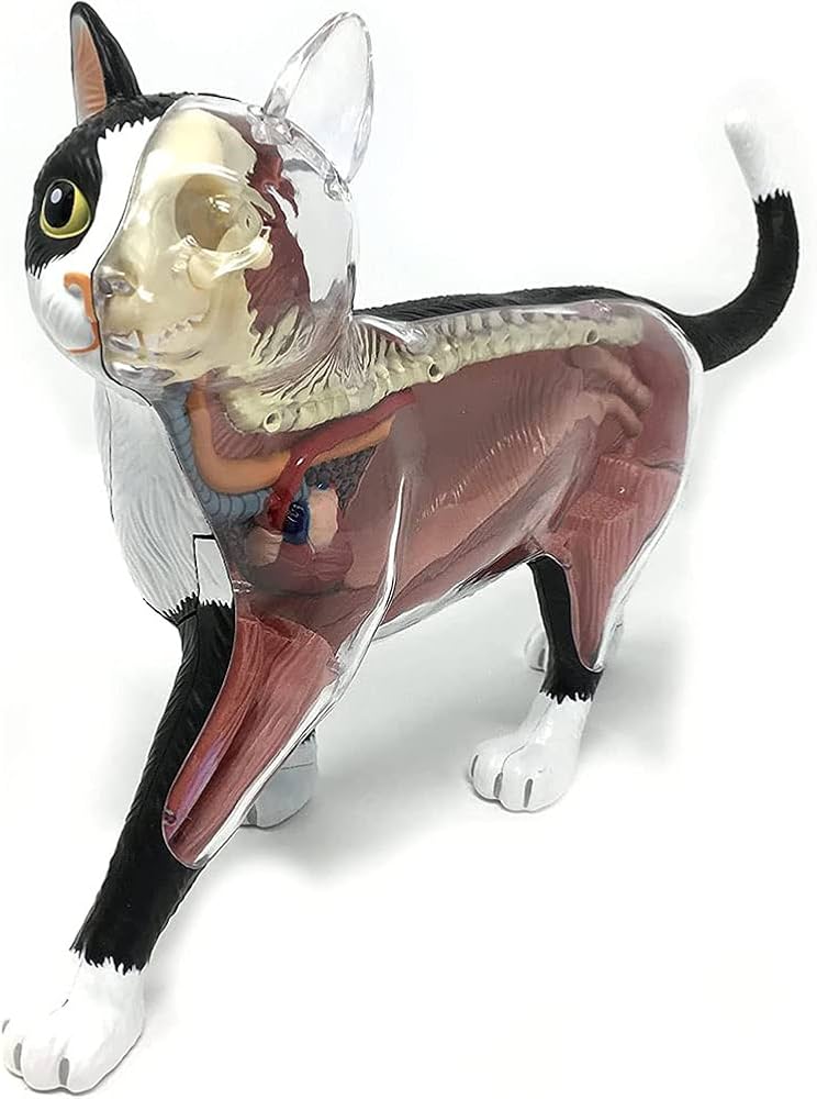Amazon.co.jp: 4 D解剖模型キット猫25個セット骨格動物、動物器官解剖