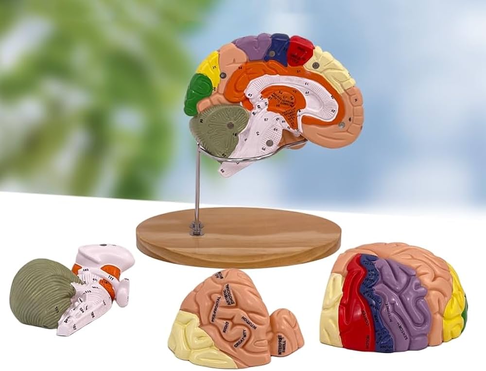 Amazon.co.jp: 人体模型 3D 2倍拡大 4部品 分解可能 脳動脈モデル 脳