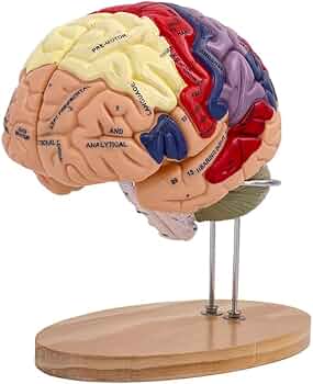 Amazon.co.jp: 人体模型 3D 2倍拡大 4部品 分解可能 脳動脈モデル 脳