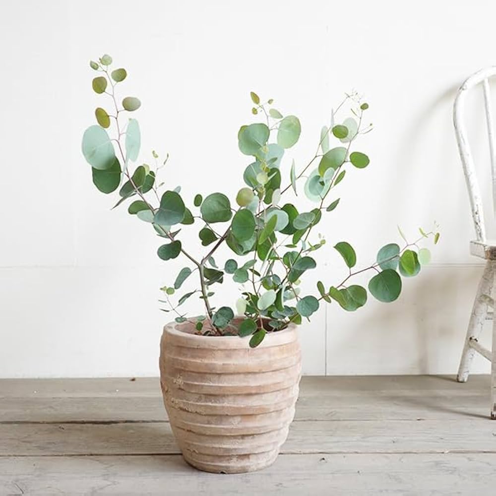 Amazon｜ユーカリ アンティークテラコッタ鉢植え 観葉植物 ベランダ