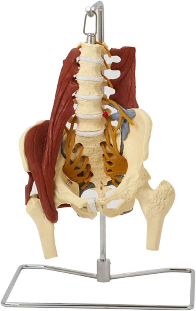 Amazon.co.jp: 7ウェルネ 骨盤模型 人体模型 (主要筋・靭帯・神経付