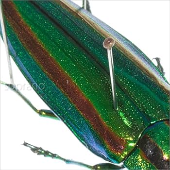 Amazon.co.jp: 虫の標本 タマムシ ライトフレーム メタリック調