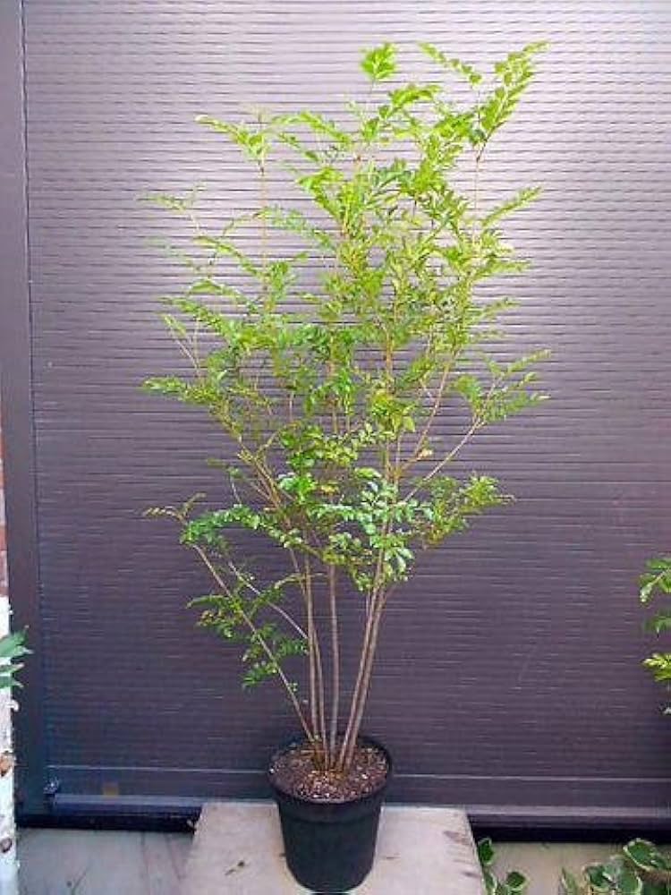 Amazon｜シマトネリコ 株立ち 全長200CM前後 10号 鉢植え｜観葉植物