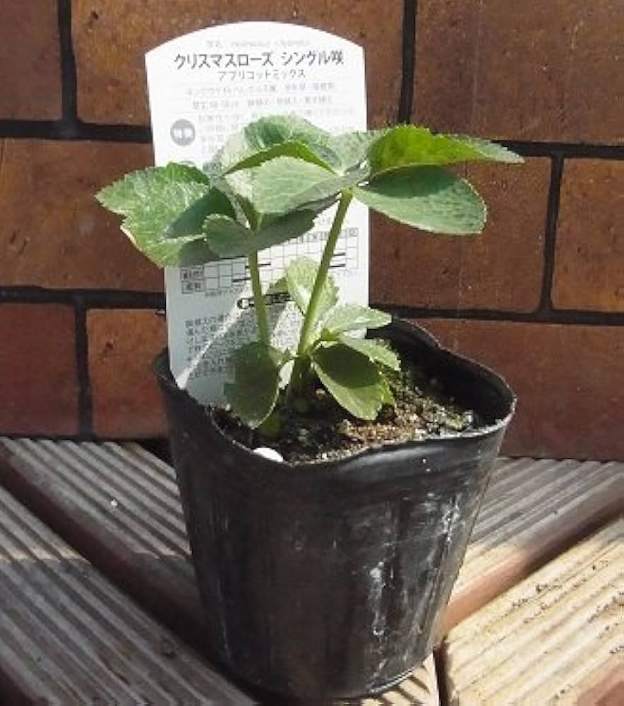 Amazon | クリスマスローズ 一重咲きピンク系シングル 9cmポット苗 | 花