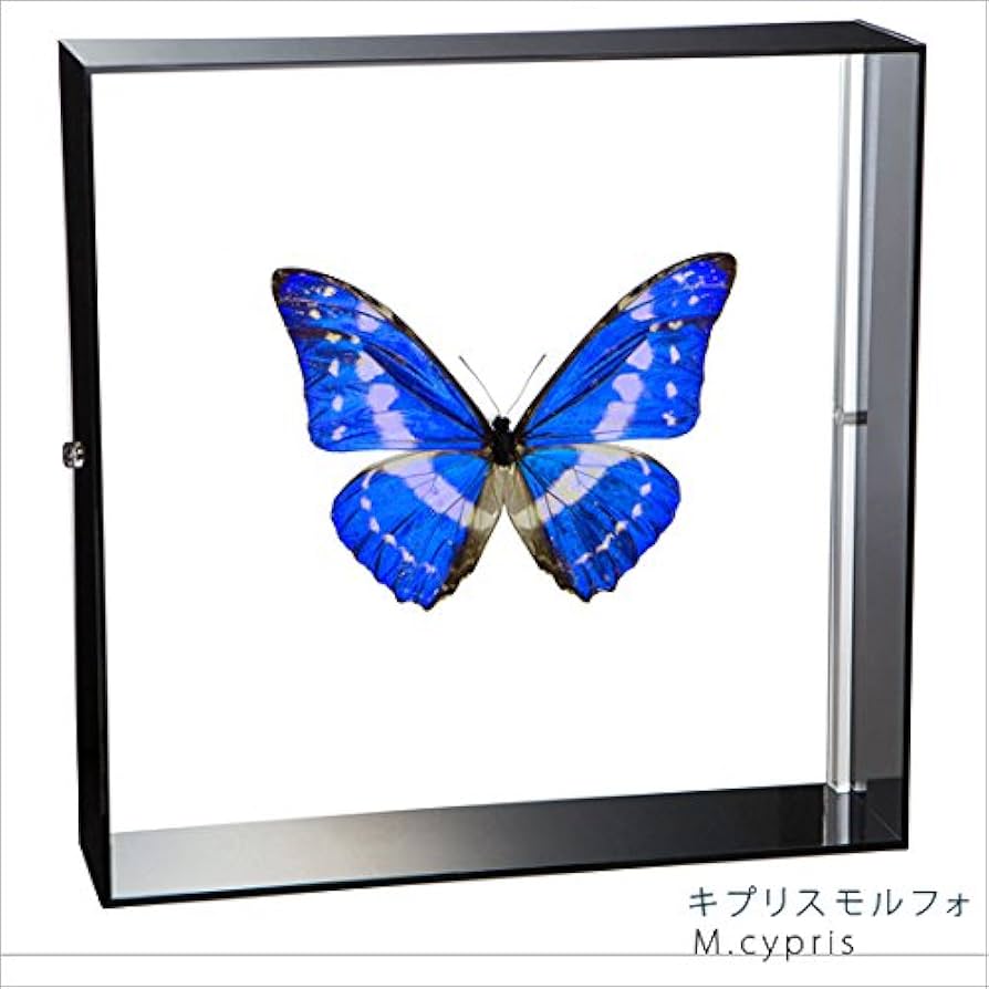 Amazon.co.jp: 蝶の標本 キプリスモルフォ Morpho cypris モルフォ