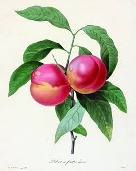 Amazon.co.jp: 美花選 : ピエール=ジョゼフ・ルドゥーテ: 本