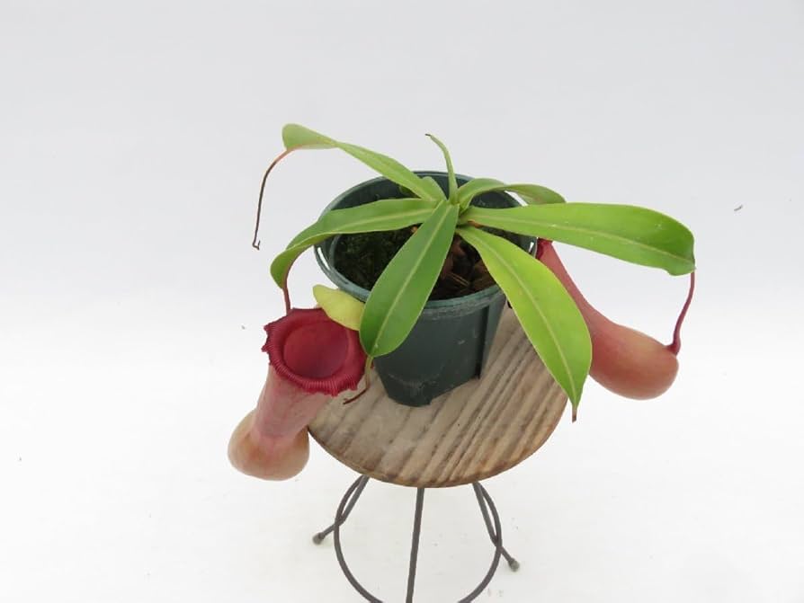 Amazon.co.jp: N.ventricosa Quezon,Luzon 201902 YFK2 3号現品限り