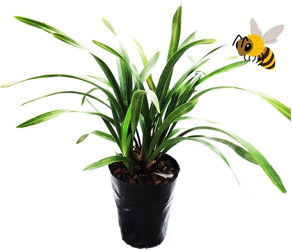 花芽付きキンリョウヘン2鉢日本蜜蜂の蜜蝋(60〜80g)サービス