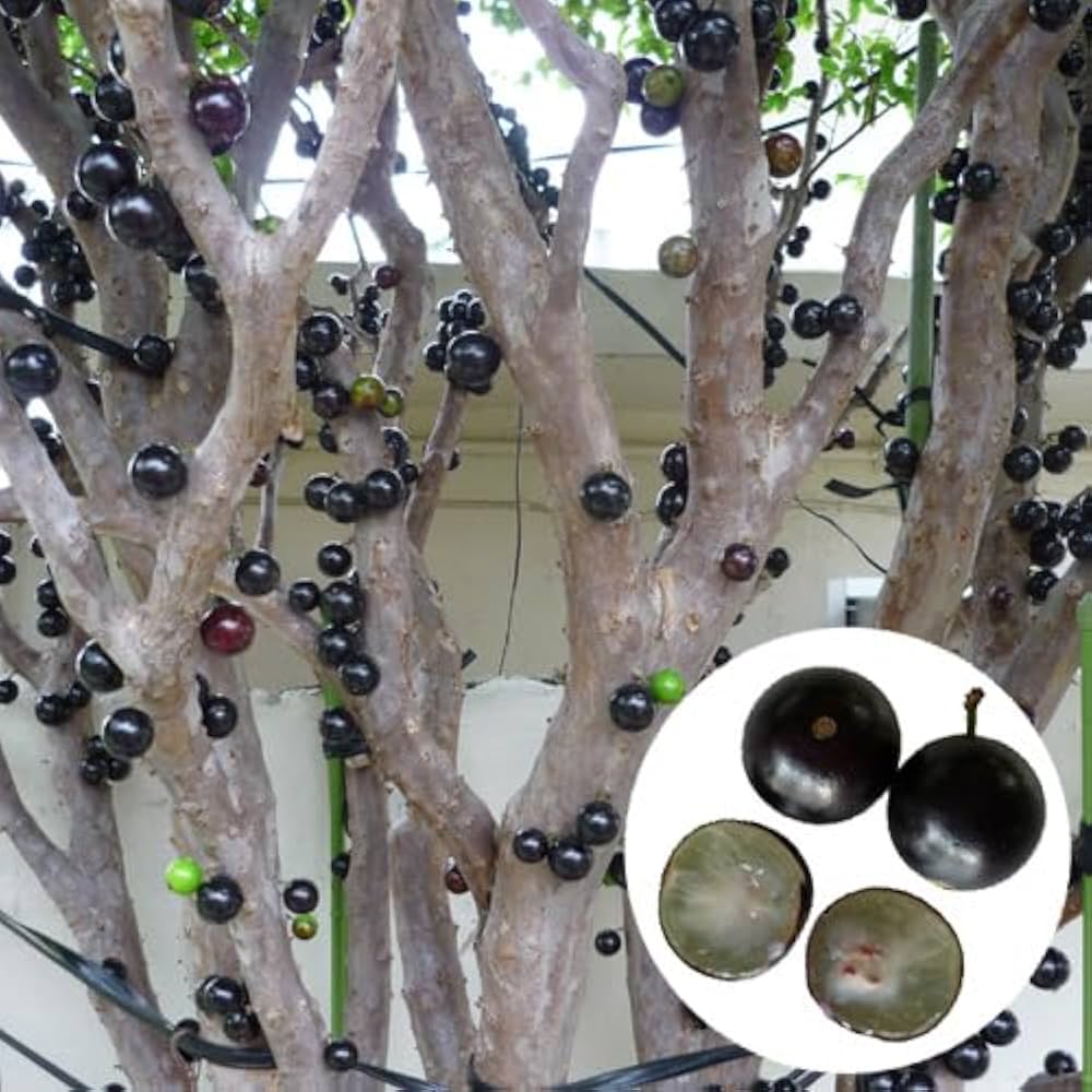 Amazon.co.jp: ジャボチカバ苗 (四季なり種) 実生苗（1鉢）（結実経験