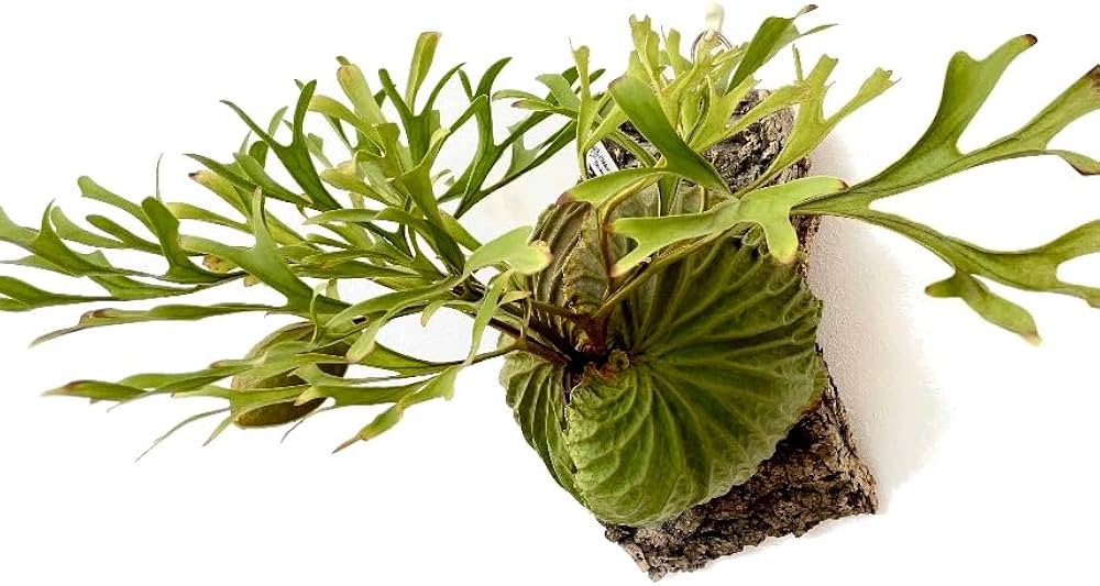 Amazon｜frog_yamato【ridleyi thin frond】リドレイ シン 細葉