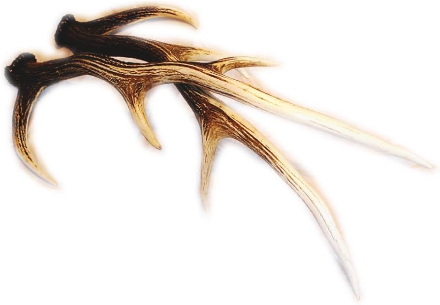 Amazon.co.jp: 【ノーブランド品】 北海道産 蝦夷鹿（エゾシカ）の角