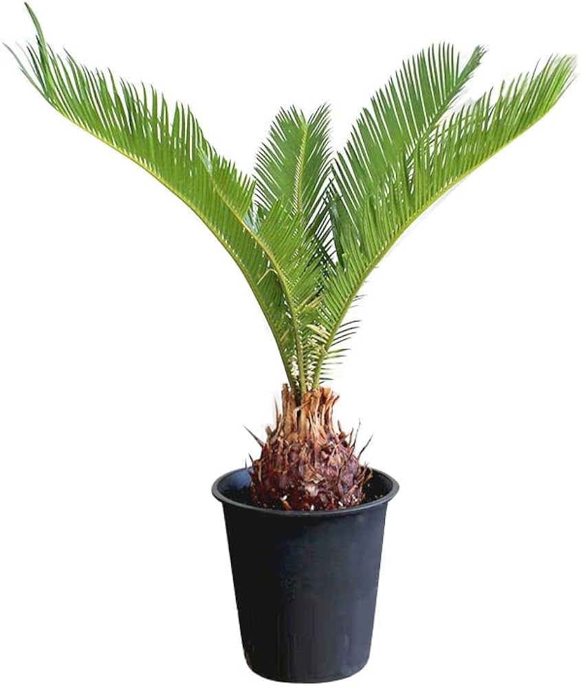 Amazon｜蘇鉄（ソテツ） 5号 黒鉢｜観葉植物 オンライン通販