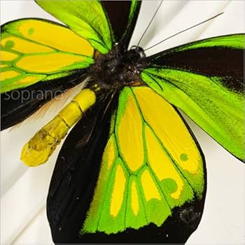 Amazon.co.jp: 蝶の標本 ゴライアストリバネアゲハ O.goliaths