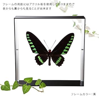 Amazon.co.jp: 蝶の標本 オオアカエリトリバネアゲハ T.trojana
