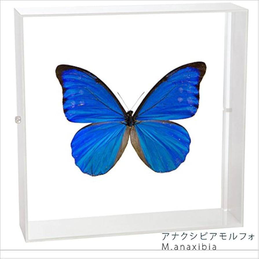 Amazon.co.jp: 蝶の標本 アナクシビアモルフォ Morpho anaxiBia