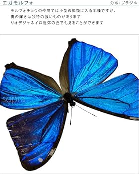 Amazon.co.jp: 蝶の標本 エガモルフォ Morpho aega モルフォチョウ