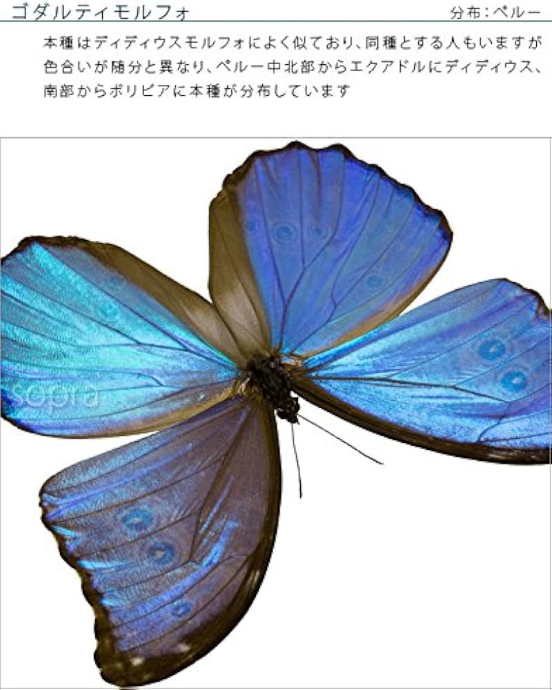 51NJTIiuxNL._AC_UF894,