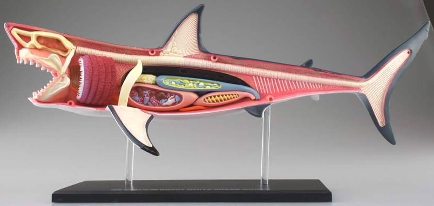 4D-VISON マンタ イルカ サメ フィギュア 解剖模型 パズル 3体セット