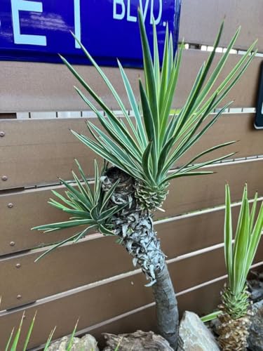 ユッカアロイフォリア」の人気商品一覧 | 安い商品を通販サイトから