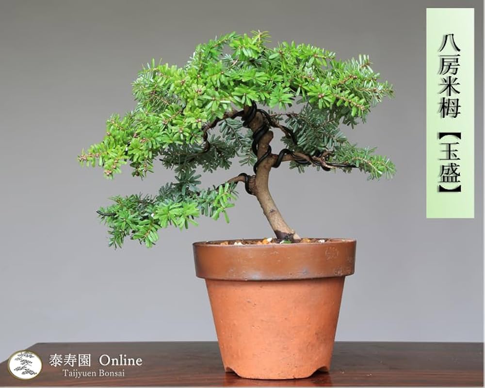 Amazon.co.jp: 八房米栂(コメツガ)『玉盛』ギョクセイ 小品盆栽【泰寿