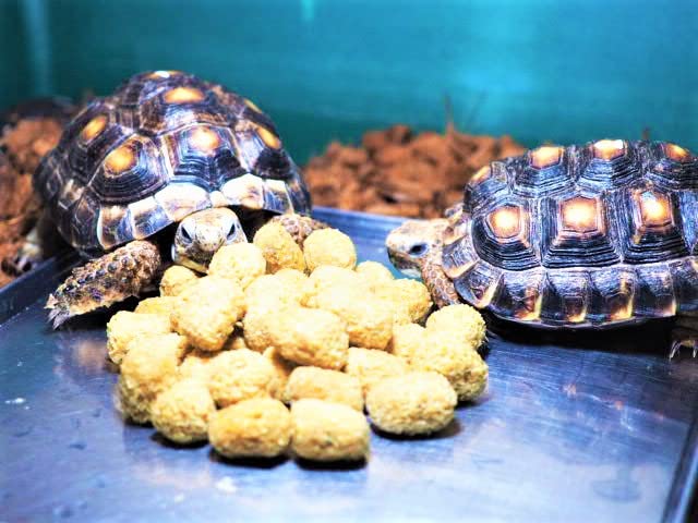 Amazon | 【マズリ社】トータスダイエット 5M21 3000g リクガメ フード