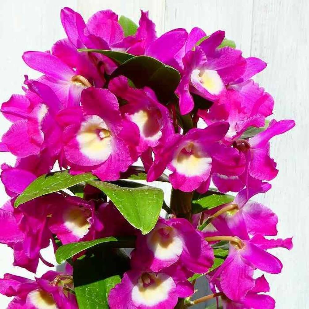 Amazon | 蘭 デンドロビューム 4号鉢 グレートウェイブ ラッキー