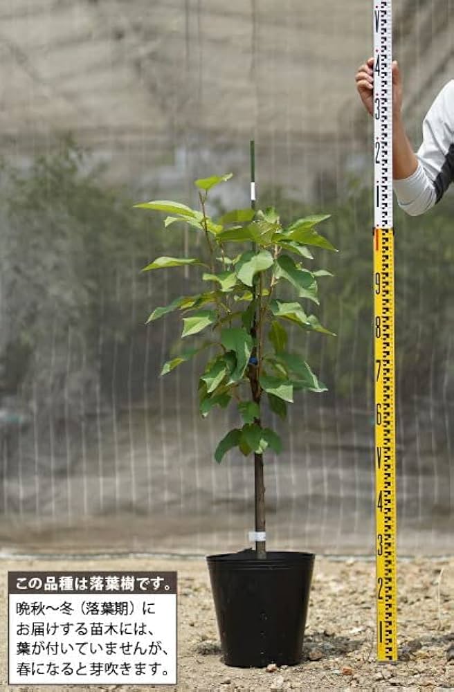 土介さま専用出品 春峰 3年生 苗木 土介さま専用出品 春峰 3年生 苗木