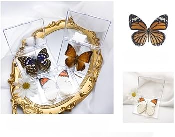 Amazon | LIVIA 本物の蝶標本、壁掛け装飾、デスクトップ羽のある昆虫
