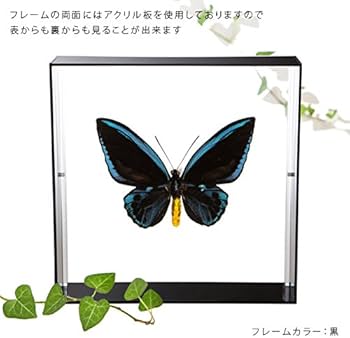 Amazon.co.jp: 蝶の標本 アオメガネアゲハ O.urvilliana アゲハチョウ