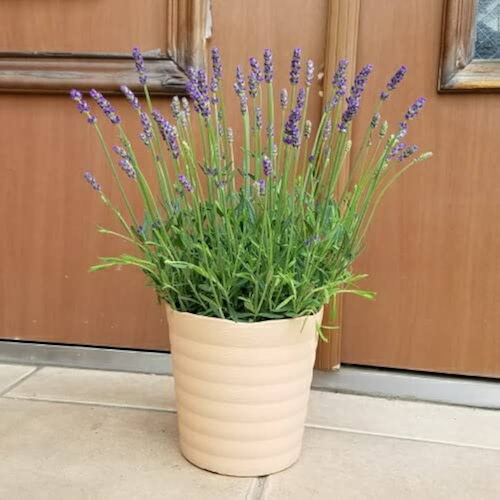 Amazon.co.jp: 宿根草 ハーブ イングリッシュ ラベンダー ほのか 1株
