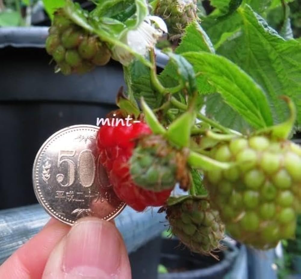 Amazon.co.jp: ラズベリー苗 Tulameen（トゥラミーン）新苗 : DIY