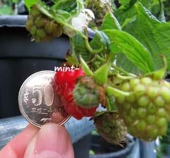 Amazon.co.jp: ラズベリー苗 Tulameen（トゥラミーン）新苗 : DIY