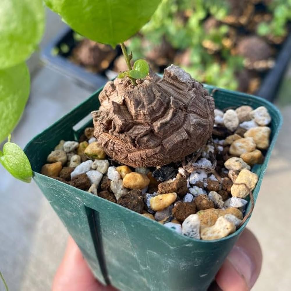 Amazon｜ディオスコレア（亀甲竜）：エレファンティペス 2.5号[塊根