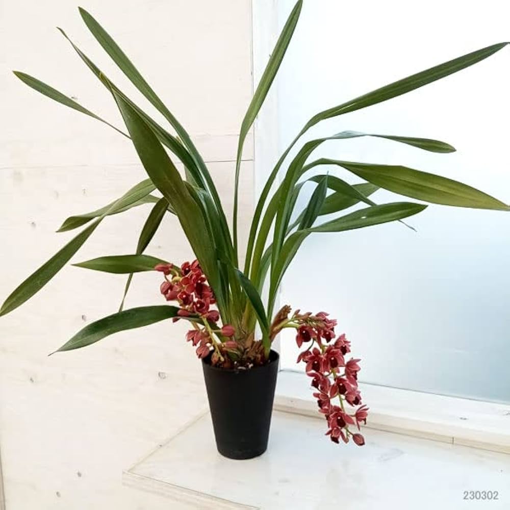 Amazon.co.jp: シンビジューム：フォアゴットンフルーツ4号ポット[蜜蜂