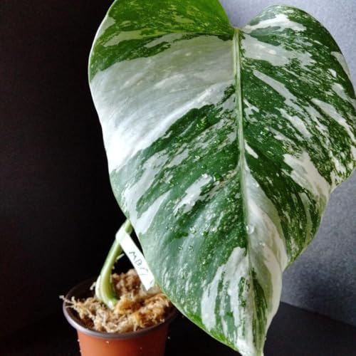 びっくらぽん☆モンステラ 楽天市場】モンステラ 斑入り（種類（植物